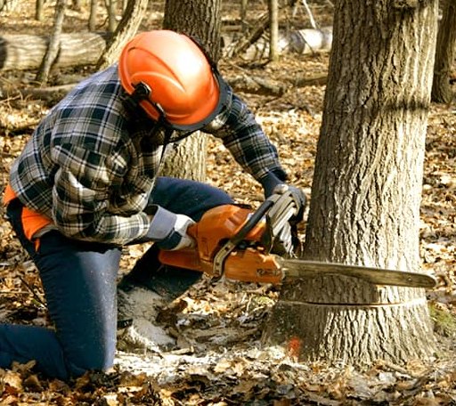 Tree Removal in West Fairlee, VT